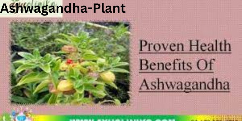 Ashvgandha magical benefits